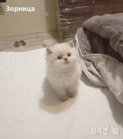 Британско дългокосместо коте, снимка 15 - Британска късокосместа - 54337713