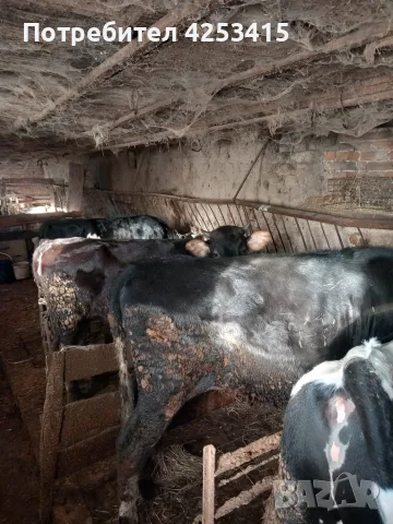 Продавам телета угоени , снимка 5 - Крави - 56452042