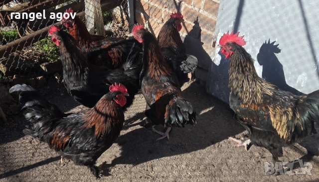 Млади петли маран , снимка 2 - Кокошки и пуйки - 53100146
