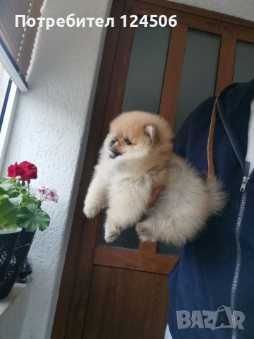 Померан, померанчета, снимка 4 - Померан - 38423393