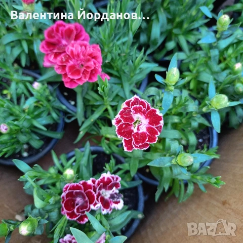 силно ароматен карамфил , снимка 2 - Градински цветя и растения - 54333921