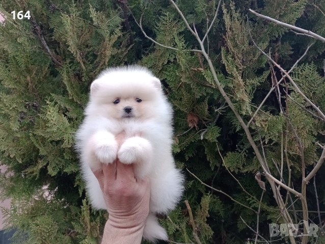 Мъжки и женски Померани.  Реални снимки от 22.03.26 г. , снимка 9 - Померан - 53923472