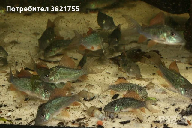 Сомче коридорас, зелен коридорас, brochis splendens, снимка 10 - Рибки - 56219126