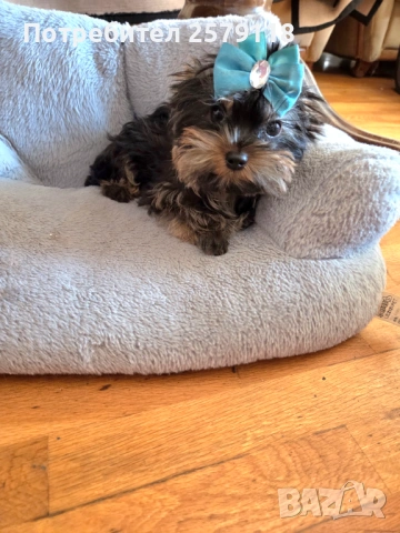 йоркширски териер, снимка 4 - Йоркширски териер - 54294247