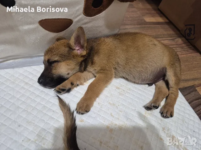 Кученца белгийска овчарка , снимка 5 - Белгийска овчарка - 56187438