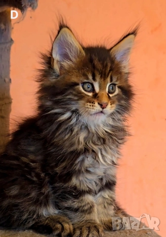 Уникални мейн куун дългокосмести котенца