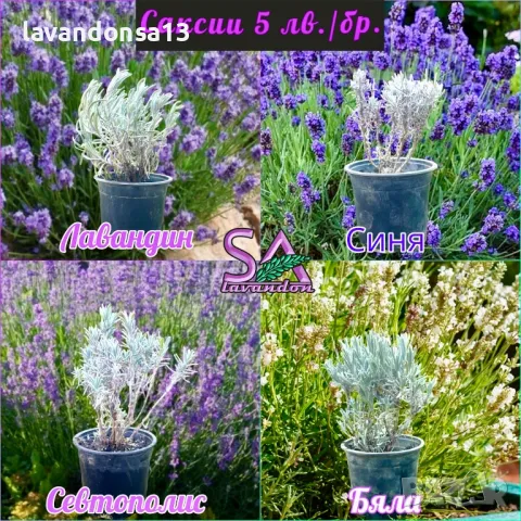 💟Лавандула🇧🇬Маслодайни Рози💞, снимка 10 - Разсади - 30787134