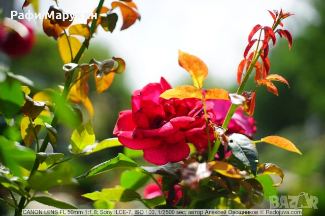 FD CANON AE-1 ,висок клас филмов любителски SLR, КАТО НОВ, снимка 6 - Фотоапарати - 53147059