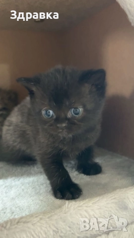 Златна чинчила  котета, снимка 2 - Британска късокосместа - 52573303