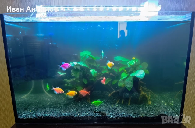 Аквариум 40 литра с оборудване и обитатели, снимка 1