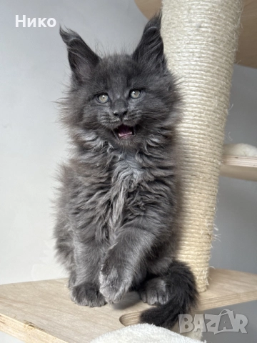 Мейн кун котенца / Мейн куун котенца / Maine coon kittens