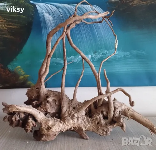 Корени азалия, снимка 3 - Други - 49245848