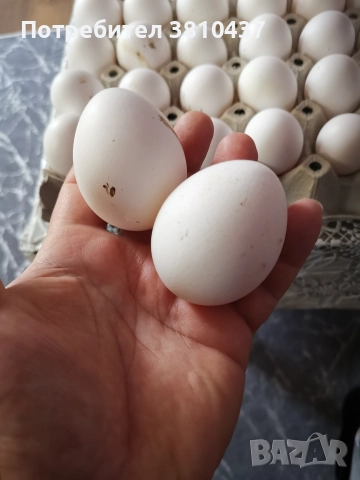 продавам Бял легхорн Ярки, снимка 2 - Кокошки и пуйки - 52951334