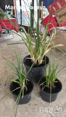 Книфофия и пампаска трева , снимка 8 - Градински цветя и растения - 54329437