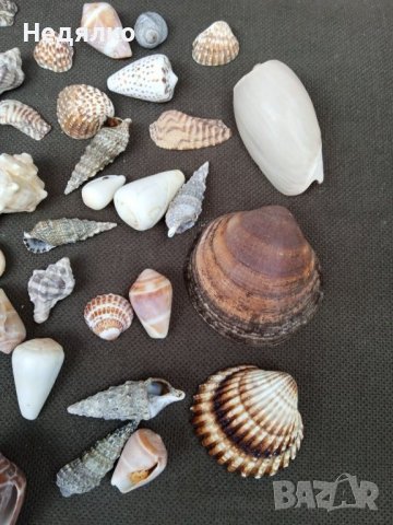 Колекция 45бр рапани и миди, снимка 2 - Колекции - 37179955