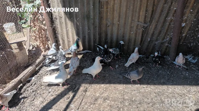 въртящи  гълаби