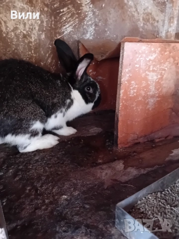 продавам зайци, снимка 5 - Други животни - 53908194