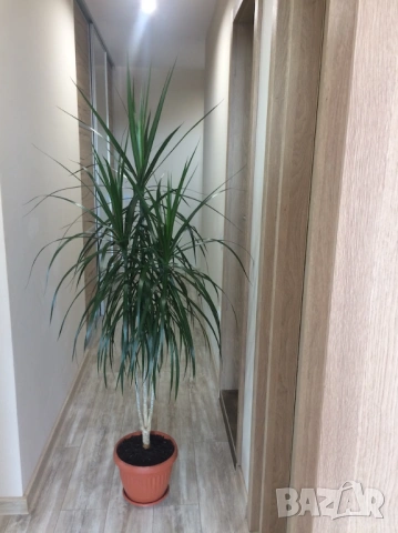 Драцена, Хлорофитум, снимка 4 - Стайни растения - 50815848