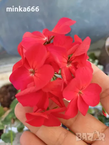 Мушкато, снимка 1