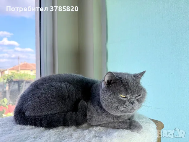 Британско късокосместо коте момче, снимка 9 - Британска късокосместа - 55842510