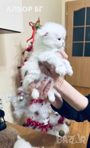 Шотландски котета, снимка 3 - Британска късокосместа - 53060977