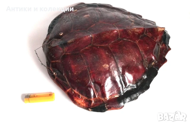 голяма коруба на австралийска костенурка, снимка 6 - Антикварни и старинни предмети - 51261609