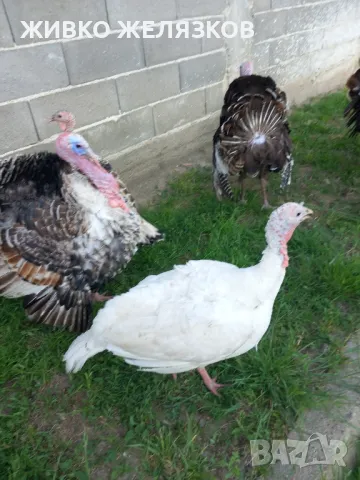 Продавам домашно гледани пуйки, снимка 12 - Кокошки и пуйки - 49611876