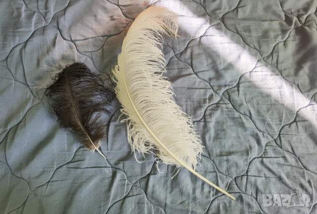 Бяло щраусово перо- подарявам, само за Русе, снимка 2 - Декорация за дома - 54322469