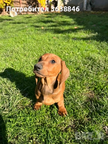 дакел, снимка 2 - Дакели - 52433665