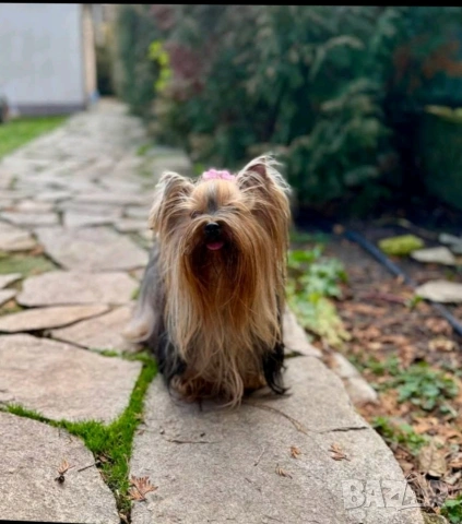 Мини йоркширски териер , снимка 7 - Йоркширски териер - 53051089