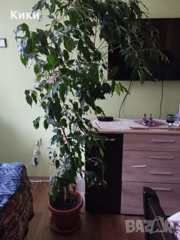 фикус Бенджамин 