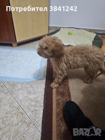 продавам мини пудел 