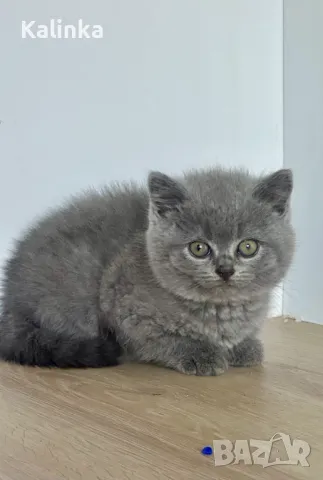 Чистокръвни сини британчета, снимка 14 - Британска късокосместа - 49778535