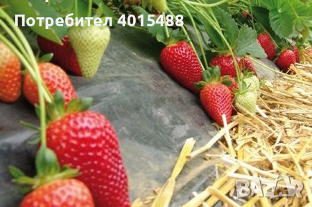 Prodavam korencheta celogodishni qgodi 2 sorta Selva i Ostara, снимка 6 - Разсади - 44673206