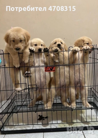 Голдън ретривър карамел момче, снимка 4 - Голдън ретривър - 53260030