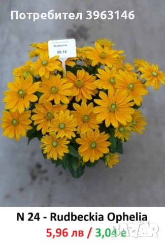 ГРАДИНСКИ Многогодишни Цветя., снимка 13 - Градински цветя и растения - 51078764