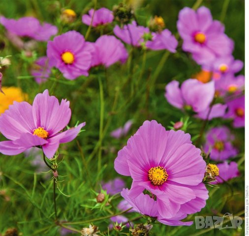 Тор -Почвена смес Компост за ЦВЕТЯ в градината., снимка 6 - Тор и почвени смеси - 42132137