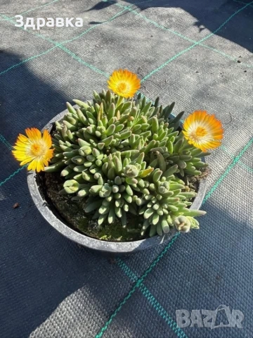 Делосперма 9 цвята, снимка 5 - Градински цветя и растения - 47933355