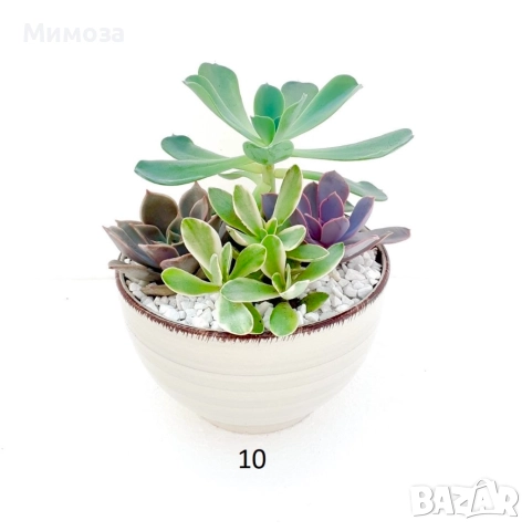 Сукуленти аранжировки , снимка 2 - Градински цветя и растения - 51744755