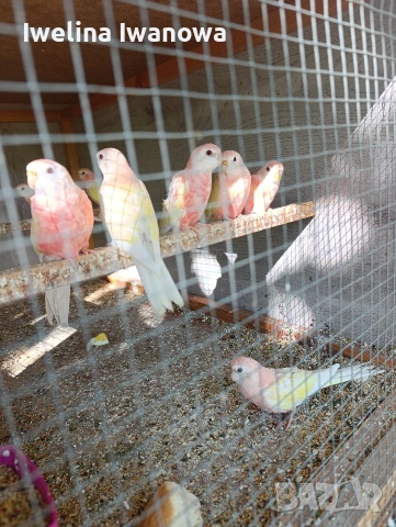 Продавам неофеми , снимка 3 - Папагали - 54322117