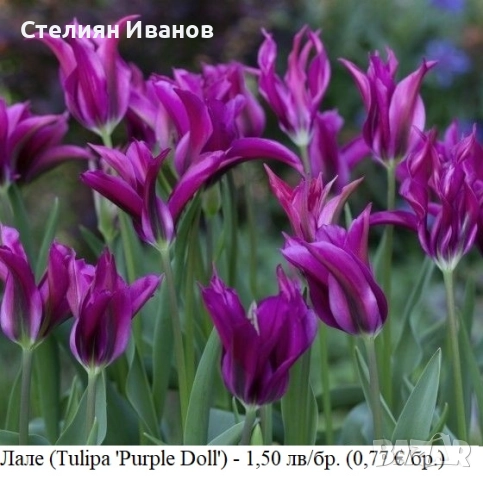 Лале (Tulipa 'Purple Doll') – луковици