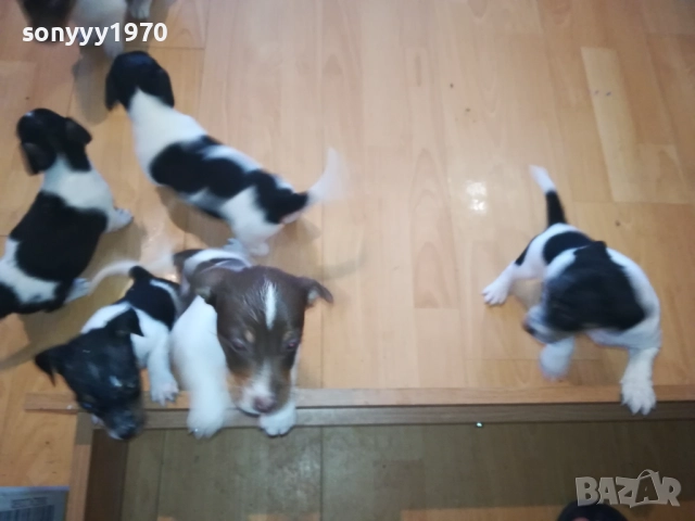 КУЧЕНЦА ДЖАК РЪСЕЛ 250ЛВ ЗА БРОЙ 1510251740, снимка 5 - Джак ръсел териер - 52065544