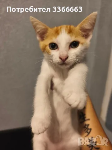 ПОДАРЯВАМ ЖЕНСКИ КОТЕНЦА 