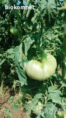 Обеззаразяване и обогатяване на почвата Био Ком Универсал , снимка 13 - Тор и почвени смеси - 47844581