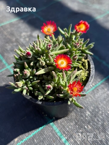 9 цвята делосперма , снимка 6 - Градински цветя и растения - 45573224