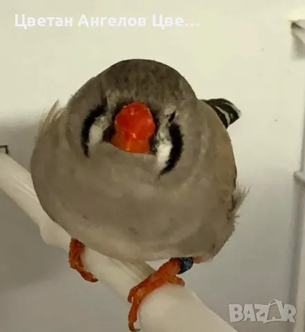 Продавам изложбени зеброви амадини , снимка 4 - Амадини - 46700240