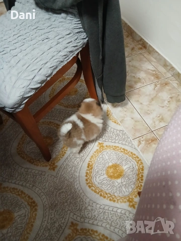 Mini Pomeran, снимка 2 - Померан - 53048300