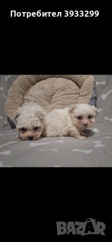 Малтийска болонка мини , снимка 5 - Болонка - 53921434