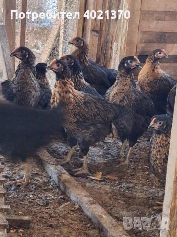 Пилета супер харко, снимка 5 - Кокошки и пуйки - 54333137