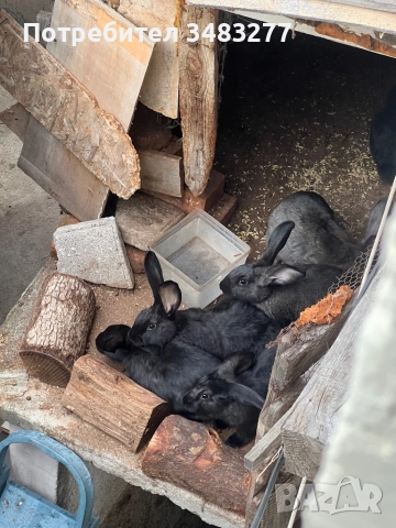 Продавам Зайци Стара Загора, снимка 2 - Декоративни зайчета - 52097847